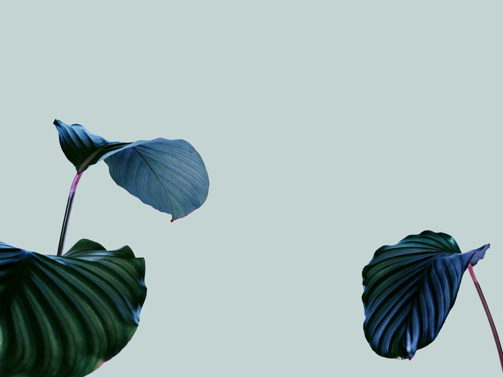 Soft light on leaves